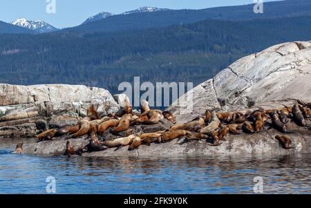 Un enorme gruppo di grandi leoni marini della California si abbronzano su un'isola rocciosa sulla Sunshine Coast, British Columbia, in una giornata estiva Foto Stock