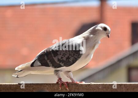 Piccione della razza Djulija in piedi sulla ringhiera balcone in una giornata di sole primavera. Colomba con ali grigie e testa bianca Foto Stock