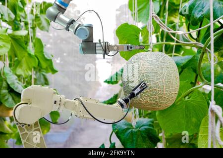 Bracci di presa e scansione robotici intelligenti che hanno installato un all'interno sul giardino serra di melone per gli assistenti agricoltori raccogliere melone frutta Foto Stock