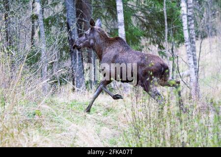 Moose madre di due calve di alci attraversa la strada forestale, al confine della foresta. Metà maggio nelle foreste boree settentrionali come il tempo di calving Foto Stock