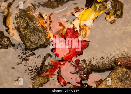 Autunno rosso foglia di acero caduto nell'acqua del fiume tra le pietre Foto Stock