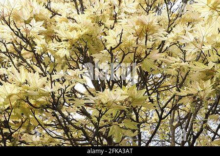 Acer palmatum ‘Shigitatsu sawaa’ acero giapponese Shigitatsu sawa – foglie ghostlike trasparenti di colore verde pallido fortemente venate, aprile, Inghilterra, Regno Unito Foto Stock