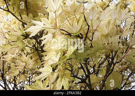 Acer palmatum ‘Shigitatsu sawaa’ acero giapponese Shigitatsu sawa – foglie ghostlike trasparenti di colore verde pallido fortemente venate, aprile, Inghilterra, Regno Unito Foto Stock