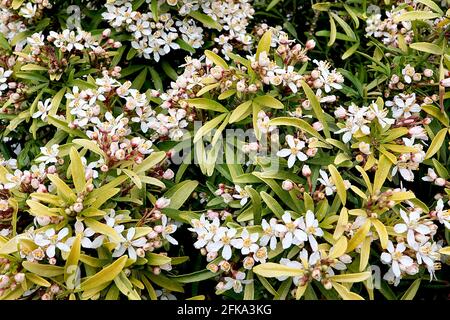 Choisya x dewitteana ‘Aztec Gold’ arancio messicano fiori Aztec Gold - fiori bianchi profumati a forma di stella con foglie gialle a forma di lancia verde, aprile, Foto Stock