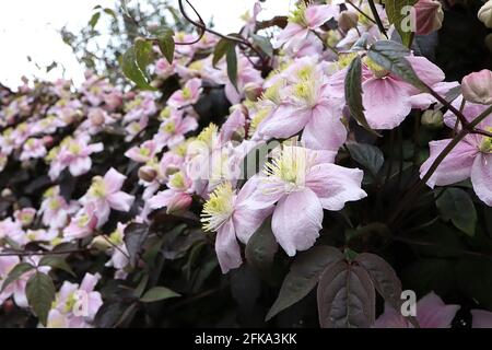 Clematis montana Rubens ‘Pink perfection’ Fiori rosa pallido con colore bianco centrale su ogni petalo, aprile, Inghilterra, Regno Unito Foto Stock