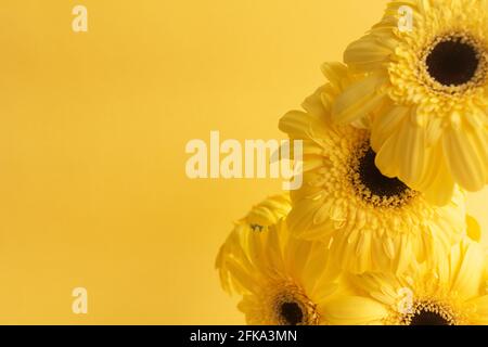 Gerbera giallo fiori mazzo su sfondo giallo Foto Stock