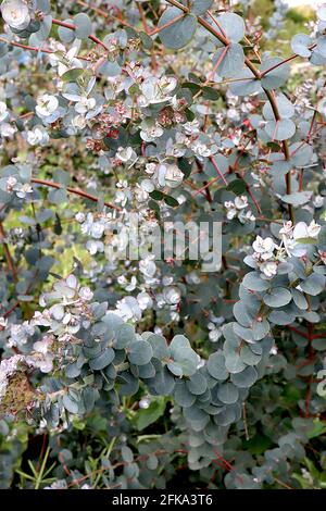 Eucalipto gunnii ‘Azura’ giovane eucalipto – foglie di colore grigio argenteo a forma di uovo su steli rossi, aprile, Inghilterra, Regno Unito Foto Stock