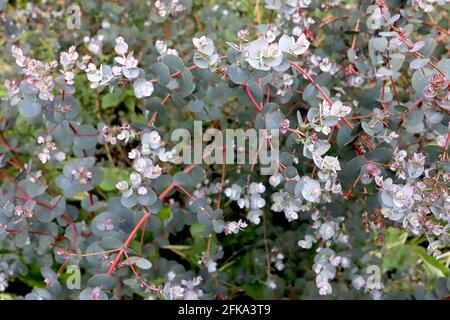 Eucalipto gunnii ‘Azura’ giovane eucalipto – foglie di colore grigio argenteo a forma di uovo su steli rossi, aprile, Inghilterra, Regno Unito Foto Stock