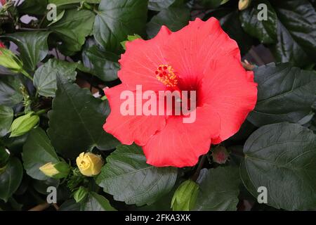 Hibiscus rosa sinensis ‘Afrodite Red’ Grande fiore rosso a forma di tromba con foglie lucide di colore verde scuro, aprile, Inghilterra, Regno Unito Foto Stock