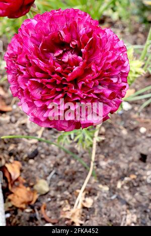 Ranunculus asiaticus ‘Elegance Purple’ fiori rossi di Borgogna con petali pieghettati multistrato, aprile, Inghilterra, Regno Unito Foto Stock