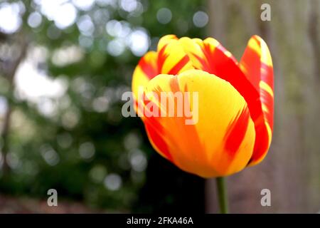 Tulipa ‘Banja Luka’ Darwin Hybrid 4 Tulip Banja Luka - fiori gialli, striature rosse spesse, fiamma giallo pallido, aprile, Inghilterra, REGNO UNITO Foto Stock