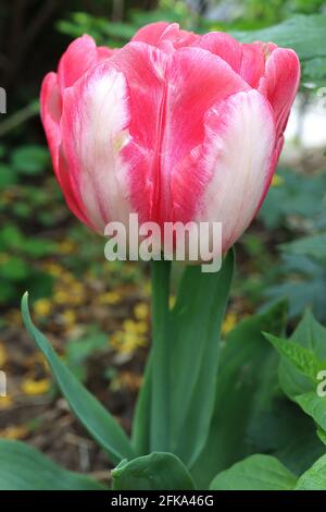 Tulipa ‘Foxtrot’ Double Early 2 Foxtrot tulip – fiori rosa profondi, bordi bianchi, fiamma bianca, costola rosa, aprile, Inghilterra, Regno Unito Foto Stock