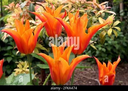 Tulipa ‘Ballerina’ Lily Flowering 6 Ballerina Tulip - fiori rossi rosa intenso, ampi margini arancioni, aprile, Inghilterra, Regno Unito Foto Stock