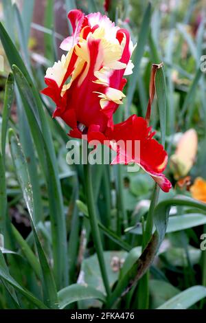 Tulipa gesneriana var dracontia ‘Estella Rijnveld Parrot’ Parrot 10 Estella Rijnveld Parrot tulip - Twisted cream petals, Large red flames, April, UK Foto Stock