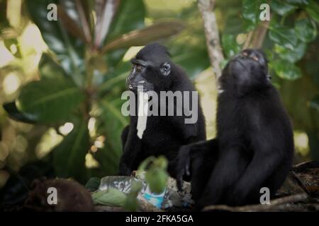 Macaco crestato che gioca con rifiuti di plastica vicino a una spiaggia in TWA Batuputih (Parco Naturale di Batuputih), Sulawesi del Nord, Indonesia. Foto Stock