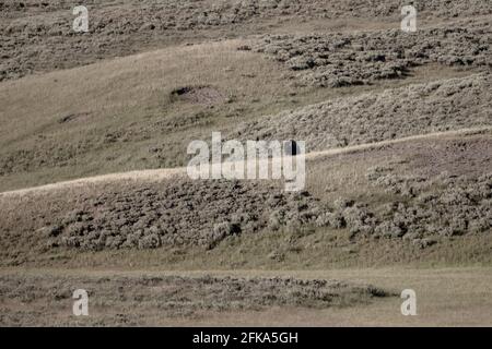 Bisonti e strati di colline nel Parco Nazionale di Yellowstone Foto Stock