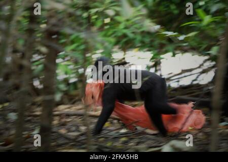 Un macaco soldato di Sulawesi (Macaca nigra) gioca con rifiuti di plastica come si sta foraggiando vicino a una spiaggia, dove si trova una polverosa di rifiuti di plastica, in TWA Batuputih (Parco Naturale di Batuputih) vicino alla Riserva Naturale di Tangkoko nel Nord Sulawesi, Indonesia. "Le attività umane insostenibili sono ora la forza principale che guida le specie primate all'estinzione", secondo un team di scienziati guidati da Alejandro Estrada (Istituto di Biologia, Università Nazionale Autonoma del Messico) nel loro articolo del 2017 pubblicato su ScienceAdvances. Foto Stock