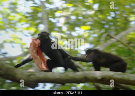 Un macaco soldato di Sulawesi (Macaca nigra) gioca con rifiuti di plastica come si sta foraggiando vicino a una spiaggia, dove si trova una polverosa di rifiuti di plastica, in TWA Batuputih (Parco Naturale di Batuputih) vicino alla Riserva Naturale di Tangkoko nel Nord Sulawesi, Indonesia. "Le attività umane insostenibili sono ora la forza principale che guida le specie primate all'estinzione", secondo un team di scienziati guidati da Alejandro Estrada (Istituto di Biologia, Università Nazionale Autonoma del Messico) nel loro articolo del 2017 pubblicato su ScienceAdvances. Foto Stock