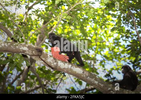 Un macaco soldato di Sulawesi (Macaca nigra) gioca con rifiuti di plastica come si sta foraggiando vicino a una spiaggia, dove si trova una polverosa di rifiuti di plastica, in TWA Batuputih (Parco Naturale di Batuputih) vicino alla Riserva Naturale di Tangkoko nel Nord Sulawesi, Indonesia. "Le attività umane insostenibili sono ora la forza principale che guida le specie primate all'estinzione", secondo un team di scienziati guidati da Alejandro Estrada (Istituto di Biologia, Università Nazionale Autonoma del Messico) nel loro articolo del 2017 pubblicato su ScienceAdvances. Foto Stock