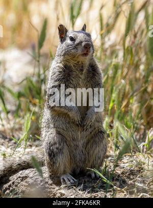 California Ground Squirrel in piedi sulle gambe posteriori per migliorare l'osservazione. Santa Clara County, California, Stati Uniti. Foto Stock