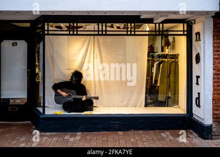 Un uomo vestito in un costume Gorilla si trova in UNA vetrina che gioca la chitarra, la High Street, Lewes, East Sussex, UK. Foto Stock