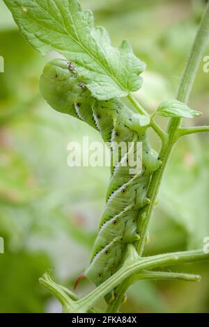 Il hornworm del tabacco sta masticando è senso attraverso un giardino residenziale del pomodoro STATI UNITI Foto Stock