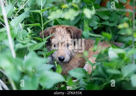 cucciolo di razza mista di 8 settimane adagiato in mezzo al giardino. Foto Stock
