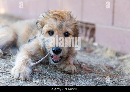Carino pupy masticare su un bastone Foto Stock