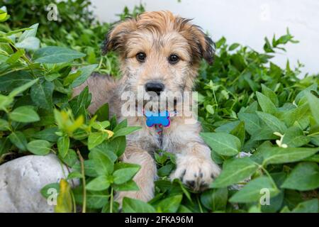 Cucciolo misto di razza poodle seduto nelle piante da giardino. Foto Stock