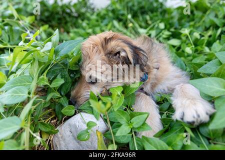 Cucciolo misto di razza poodle seduto nelle piante da giardino. Foto Stock