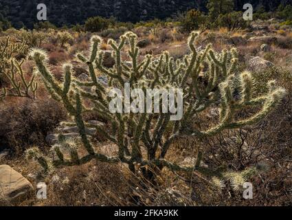 Salto Cholla Cactus nella Red Rock Canyon National Conservation Area, Nevada Foto Stock