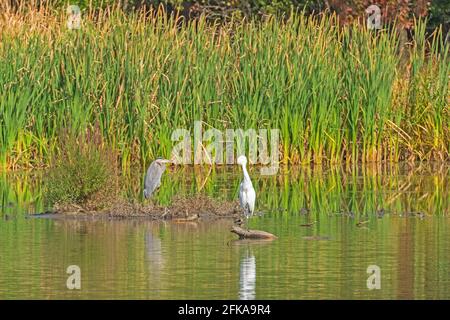 Grande Blue Heron e un Grande Egret su una Grassland Shore in Ned Brown Preserve in Illinois Foto Stock