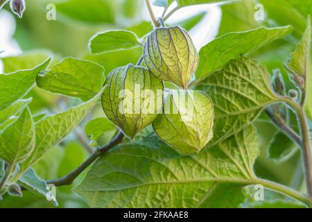 frutti di uva spina la pianta physalis peruviana visto vicino vista in alto nel campo coltivato Foto Stock