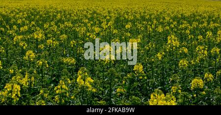 Ravizzone da fiore, canola o colza (Brassica napus). Impianto per l'energia verde e l'industria petrolifera. Biodiesel. Colza in fiore. Foto Stock