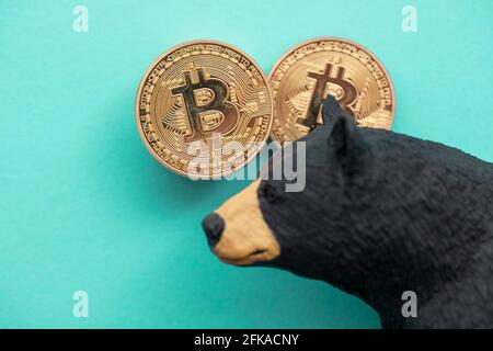 Moneta criptovaluta Bitcoin con un orso grizzly. Bitcoin bearish che commercia Foto Stock