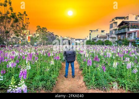 L'uomo viaggiatore si alza guardando il tramonto al giardino fiorito dei guanti di foxglove nella città di da Lat, in Vietnam Foto Stock