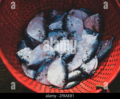 Raccolta di pesce luna di rasoio su un contenitore in vendita Foto Stock