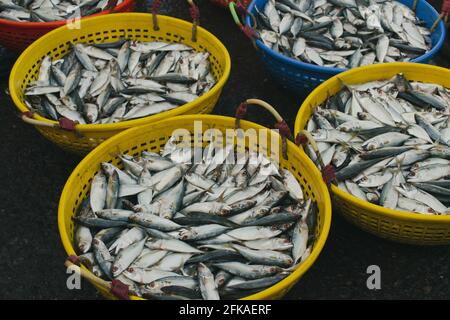 Raccolta di sgombri indiani in contenitori di pesce in vendita sul mercato. Foto Stock