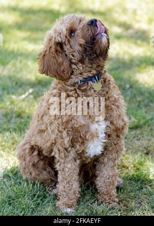 Cucciolo di Cavapoo di 2 anni, una croce tra il re Cavalier Charles Spaniel e le razze di cane Poodle. Parco per cani fuori dal guinzaglio nel nord della California. Foto Stock