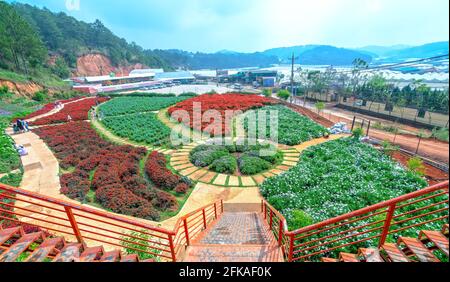 Giardino fiorito visto dall'alto con molti fiori di lavanda viola, Scarlet Sage, crisantemo nella zona eco-turistica attira visitatori vicino a da Lat, Foto Stock