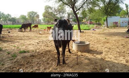 Concetto indiano di agricoltura e di industria di bestiame. Animali fattoria closeup con un bufalo nero alla luce del sole. Foto Stock