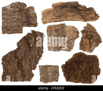 Collage Set di corteccia secca e parti di pino tronco isolato su sfondo bianco Foto Stock