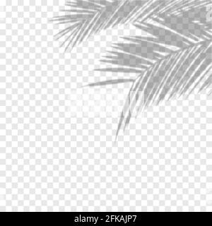 Effetto di sovrapposizione ombreggiatura trasparente. Vettore di ombre trasparenti della foglia di palma. Illustrazione vettoriale Illustrazione Vettoriale