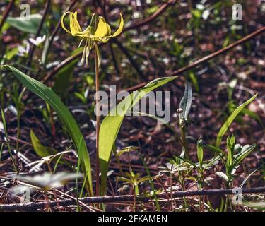 Un giglio giallo di valanga che fiorisce sul pavimento della foresta Foto Stock