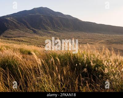 Erba d'autunno dorata all'altopiano di Kusasenri all'interno della caldera vulcanica Aso - Parco Nazionale Aso-Kuju, prefettura di Kumamoto Foto Stock