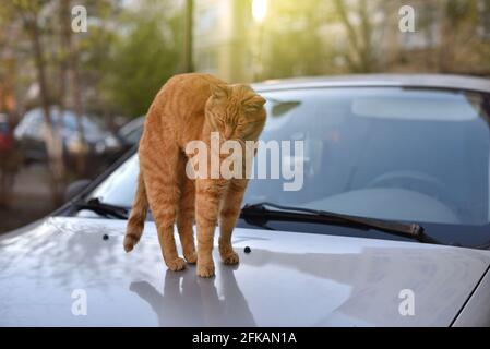 Divertente gatto zenzero si allunga dopo il sonno Foto Stock