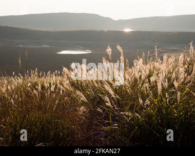 Serata all'altopiano di Kusasenri all'interno della caldera vulcanica Aso - Parco Nazionale Aso-Kuju, prefettura di Kumamoto Foto Stock