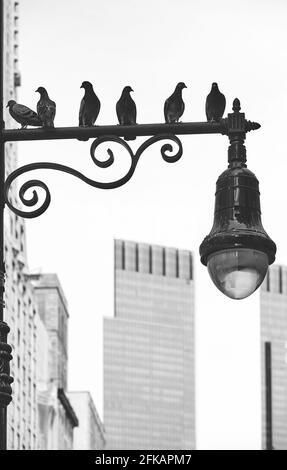 Silhouette di piccioni seduti su un lampione a New York City, fuoco selettivo, USA. Foto Stock