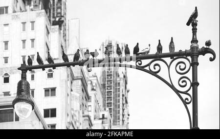 Silhouette di piccioni seduti su un lampione a New York City, fuoco selettivo, USA. Foto Stock