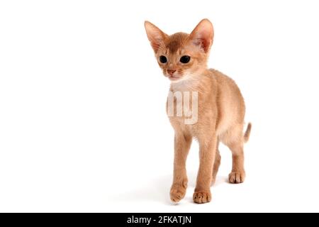 Il gatto di zenzero abissino si erge su uno sfondo bianco Foto Stock